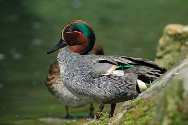 Wintertaling_002 kopie