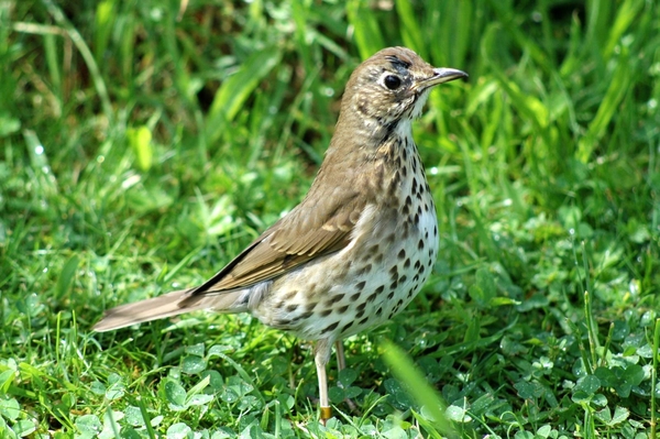 Zanglijster_005 kopie