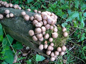 P1090767