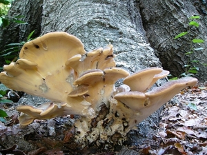 P1090767b