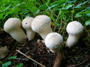 P1090767c