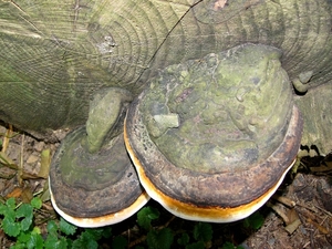 P1090767e