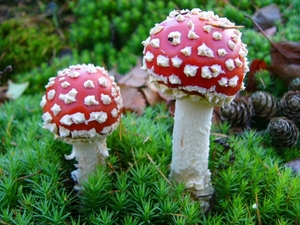 P1090767g