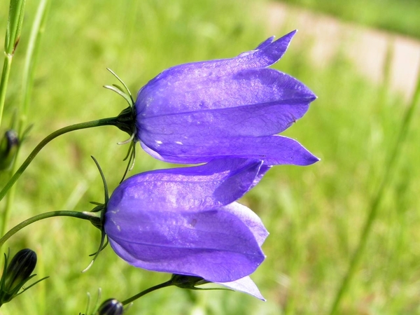 P1090822(Grasklokje)
