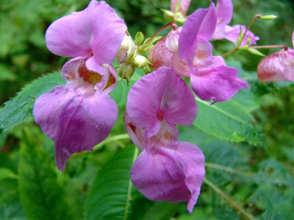 P1090822(Reuzenbalsemie)