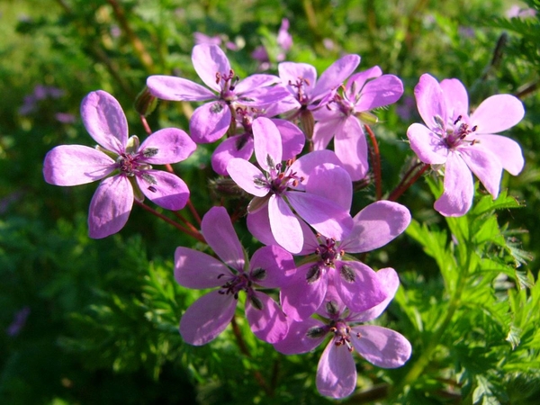 P1090822(Robertskruid)