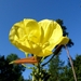 P1090822(Teunisbloem)