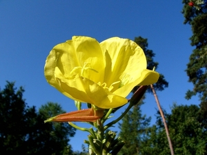 P1090822(Teunisbloem)