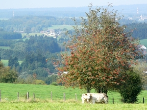 P1090866aa