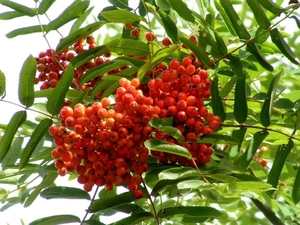 P1090866f