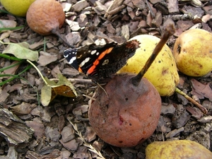 P1090874