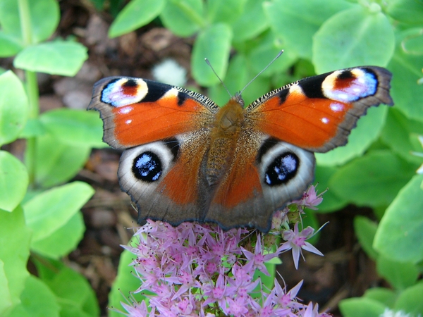 P1090875(Dagpauwoog)