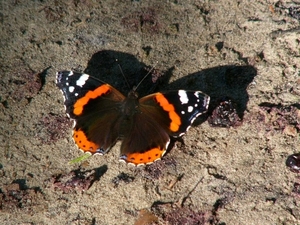 P1090877(Atalanta)
