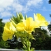 Teunisbloem 01