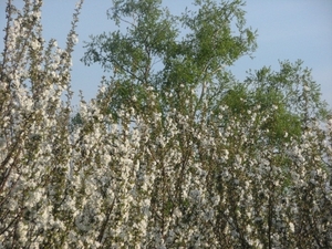 Kopie van IMG_4715