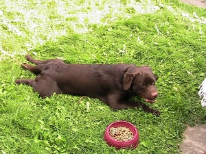 Wie kan er nu eten bij zo'n warmte ? Geen hond !