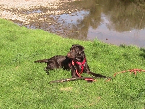 Stilleven van Labrador met stok