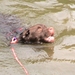 Is het een bever, is het een otter ? Het is Hades-Mindy