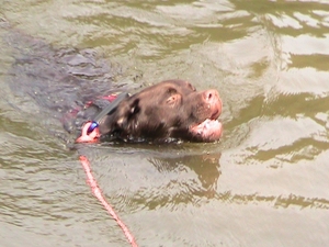 Is het een bever, is het een otter ? Het is Hades-Mindy