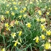 Narcis 08