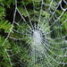 spinneweb