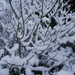 wintertuin