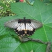 papilio lowi     philipijnen