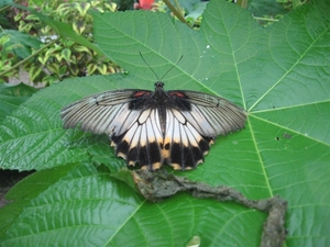 papilio lowi     philipijnen