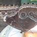 morpho peleides