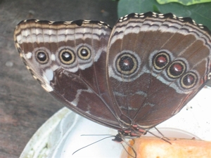 morpho peleides