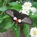 papilio polytes  Philipijnen