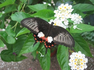 papilio polytes  Philipijnen