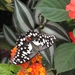 papilio demoleus    Philipijnen