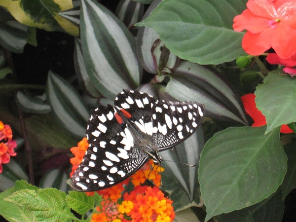 papilio demoleus    Philipijnen