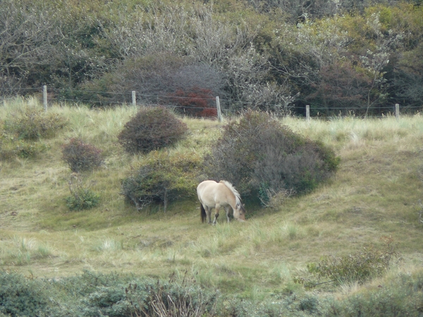 Kijkduin 163