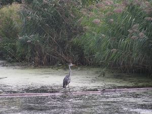 Kijkduin D 001