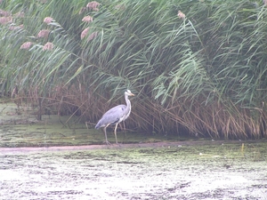 Kijkduin D 005