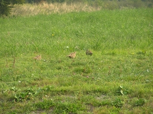 Kijkduin D 015