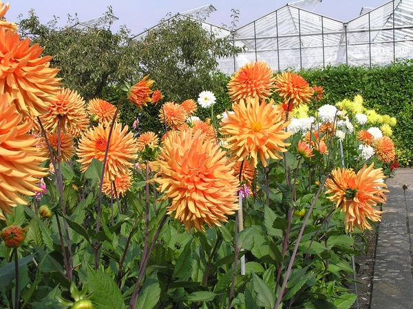 Kijkduin D 062