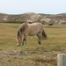 Kijkduin D 090