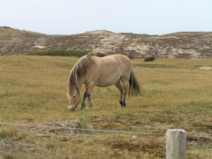 Kijkduin D 090