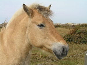 Kijkduin D 091