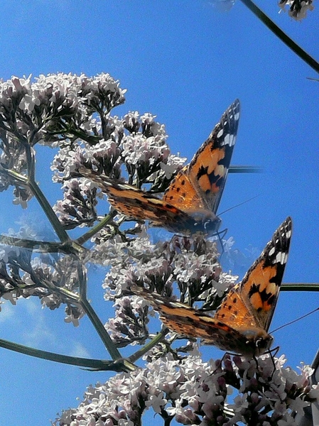 Vlinder op bloemen in mijn tuin