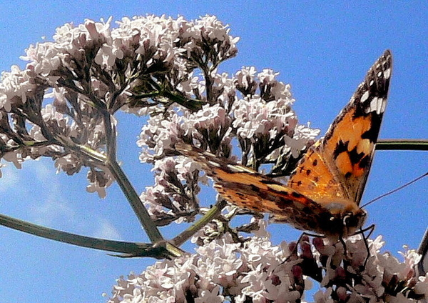 Vlinder op bloemen in mijn tuin