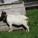 090823-30 Dienten 020
