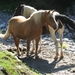 090823-30 Dienten 054