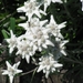 090823-30 Dienten 062 Edelweiss