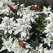 090823-30 Dienten 063 Edelweiss