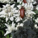 090823-30 Dienten 064 Edelweiss