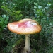 090823-30 Dienten 099
